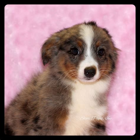 Mini Australian Shepherd F Merle Sold Star Pups