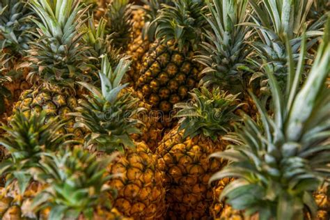 Tropical Fruit Pineapple Stock Photo Image Of Ingredients Life 42255554