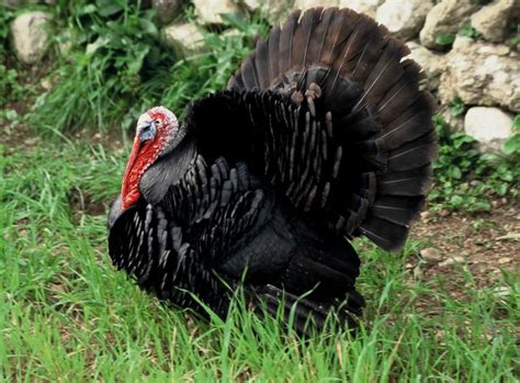 Pavos De Raza Negra Descripción Alimentación Y Más Cría De Aves