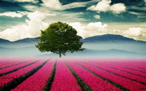 Beautiful Landscape With Tree And Pink Flower Field Wallpaper For