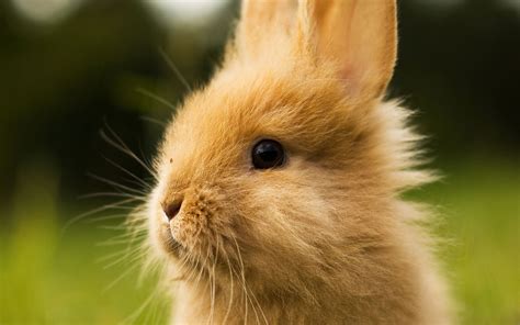 Cute Bunny Head Wallpaper 1920x1200 12557