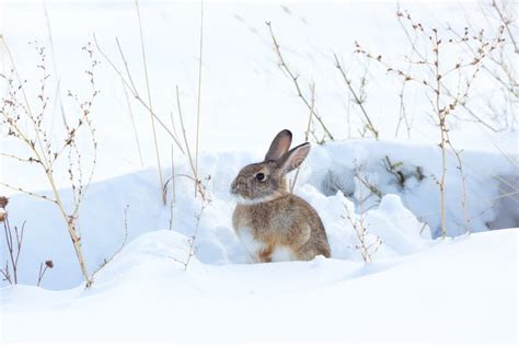 Watchful Cottontail Rabbit Stock Photos Free And Royalty Free Stock