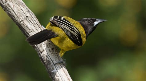 Audubon's Oriole | Audubon Field Guide