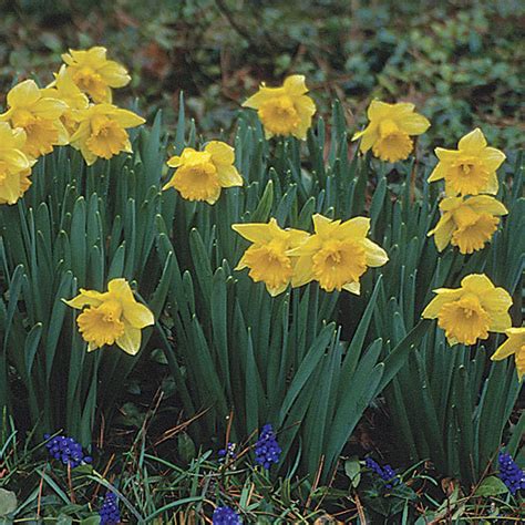 In milder winters, or in particularly sheltered gardens, this trumpet daffodil can be in bloom in late december or early january, so if you want an early start to the season, then this is by far the. Daffodil - FineGardening