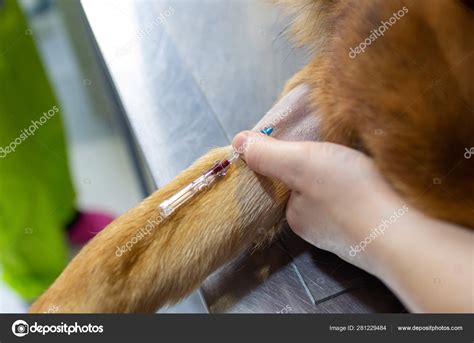 Intravenous Catheter In The Cephalic Vein Of A Dog By A Veterinarian