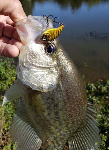 12 Of The Top Crappie Fishing Lures For 2022 Premier Angler