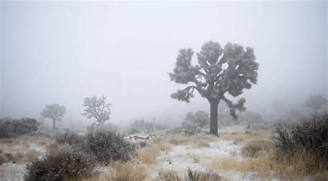Photos Joshua Tree Is Covered In Snow And Its Utterly Breathtaking