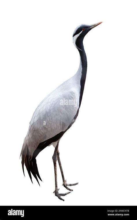 Side View Full Length Image Of Grey Crane Bird Isolated Over White