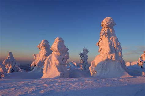 Snow Covered Norway Spruce Trees Photograph By Martin Ruegner Fine