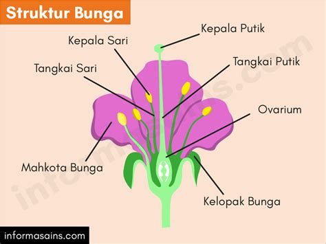 Bunga Fungsi Struktur Dan Perbedaan Bunga Monokotil Dan Dikotil