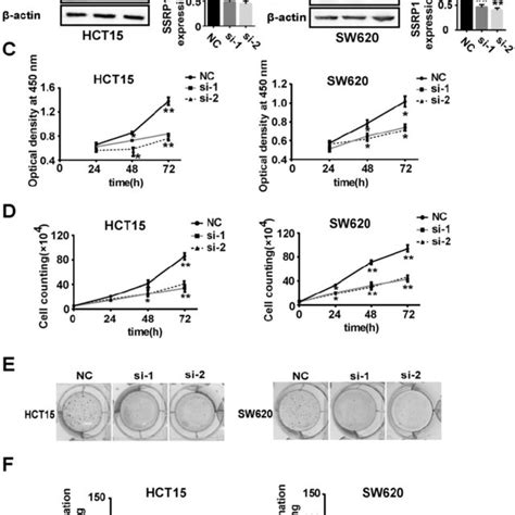 ssrp1 inhibition represses proliferation of colorectal cancer cells download scientific