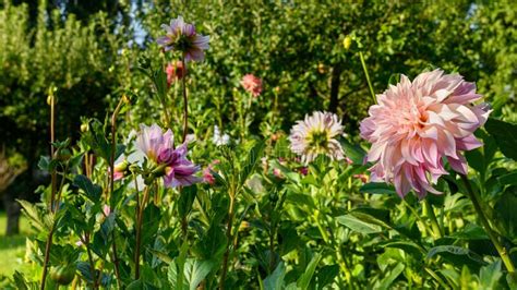 Dahlias Flower Bed Beautiful Large Multi Colored Dahlias Cut Flower