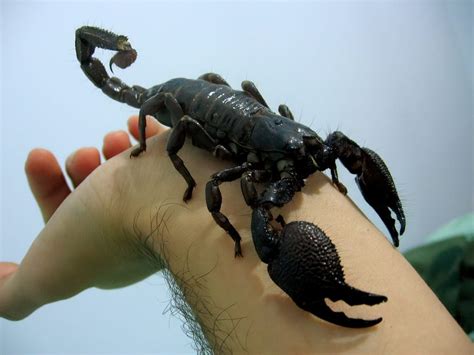 Help With Identifying Scorpions Doctor Pest
