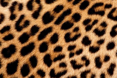 Leopard Skin Wallpapers Pattern Hq Leopard Skin Pictures 4k