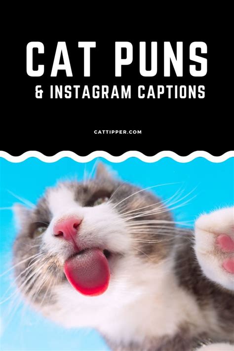Cat Puns And Purr Fect Instagram Captions To Make You Lol