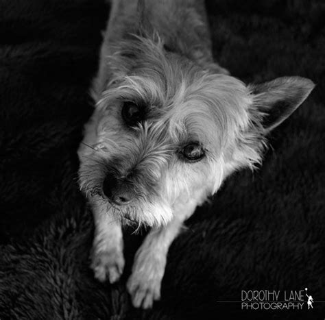 Share this working on the face now, it's all in the eyes #wip #commission #art #painting #oils #pet #petportrait #portrait #cat. Bishop - Pet Portraits by Dorothy Lane Photography ...