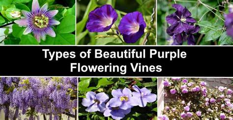 19 Purple Flowering Vines Climbing Vines With Their Picture And Name