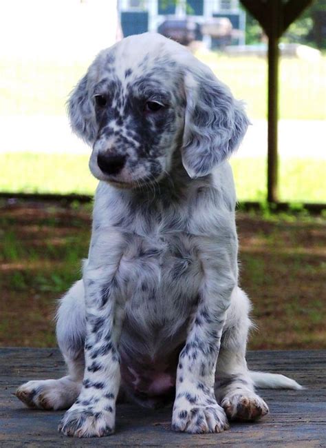 Only guaranteed quality, healthy sir edward laverack developed the english setter from early french hunting dogs in the early 1800's. 210 best images about English Setter on Pinterest ...