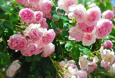 Visit van meuwen for high quality climbing roses at low grow climbing roses at the back of borders or against walls and fences for a magnificent summer display. Sun Requirements: Partial shade, partial and full sun ...