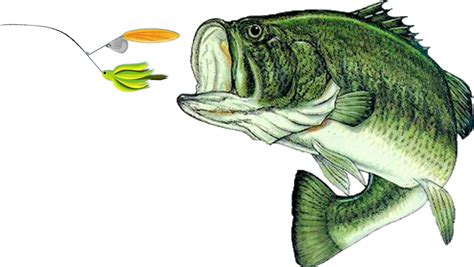 Download Largemouth Bass Png Largemouth Bass Fish Png Png Image With
