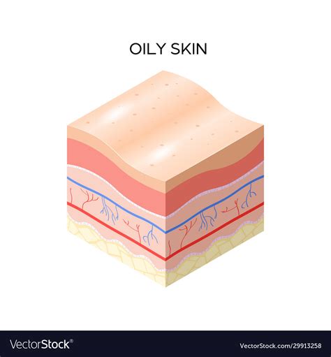 Oily Skin Cross Section Human Skin Layers Vector Image