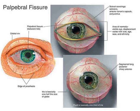 Eye Sclera Anatomy Hľadať Googlom Eyeball Anatomy Eye Anatomy