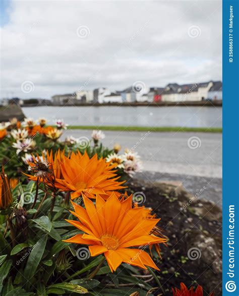 Flower Bed With Orange Color Flowers In Focus In Foreground Town Scene