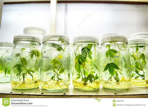 We did not find results for: Plant Editorial Photography - Image: 43823192