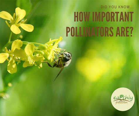 Do You Know How Important Pollinators Are