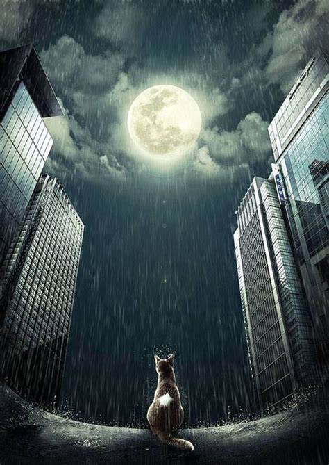Rainy Night Full Moon Cat In Big City Rain Razzamatazz Pinterest Night Cats And Full Moon