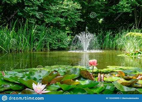 Beautiful Garden Pond With Amazing Pink Water Lilies Or Lotus Flowers
