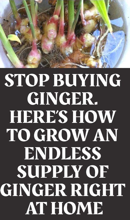 Stop Buying Ginger Here S How To Grow An Endless Supply Of Ginger Right At In Ginger