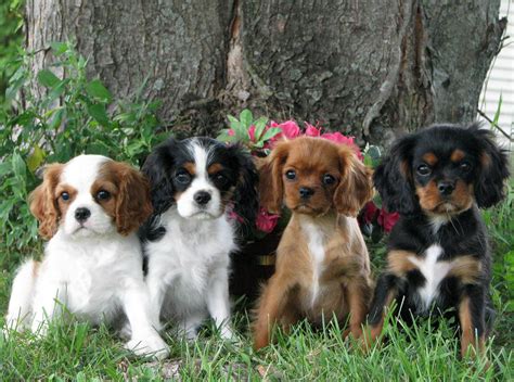 Toooooo Cute Cavalier King Charles Dog King Charles Cavalier