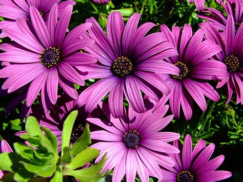 Add purple flowers to your entryway so that guests feel calm and welcome upon entry. purple daisy | Types of purple flowers, Daisy wallpaper ...