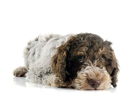 Welcome to terra incognita kennels, home of the italian water dog, also known as the lagotto romagnolo. Lagotto Romagnolo Dog Breed Information