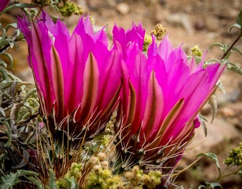 How many types of cacti are there? Jewel of the Creek and Snakes x 2 - JBRish.com - quips ...