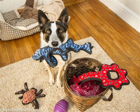 7 Rainy Day Games To Play With Your Dog Mnn Mother