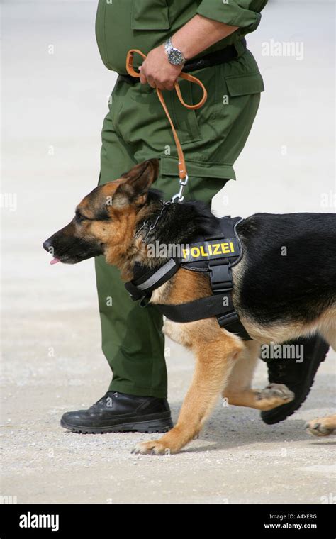 Hund und polizist Fotos und Bildmaterial in hoher Auflösung Alamy