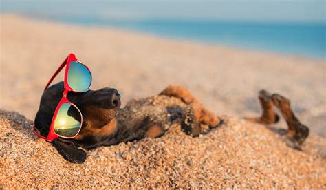 The Best Dog Friendly Beaches In The Uk Leisure Yours
