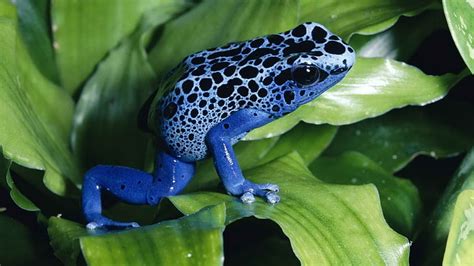 Online Crop Hd Wallpaper Women Frogs Macro Amphibians Poison Dart