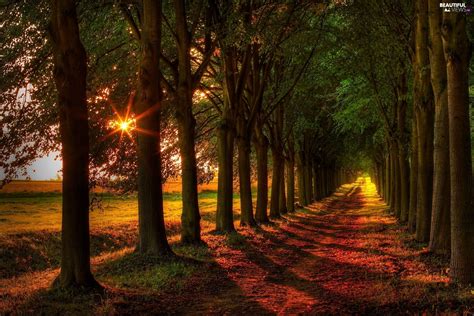Forest Rays Of The Sun Way View Wallpaper Forest Wallpaper