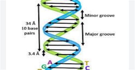 Watson And Crick Model Of Dna