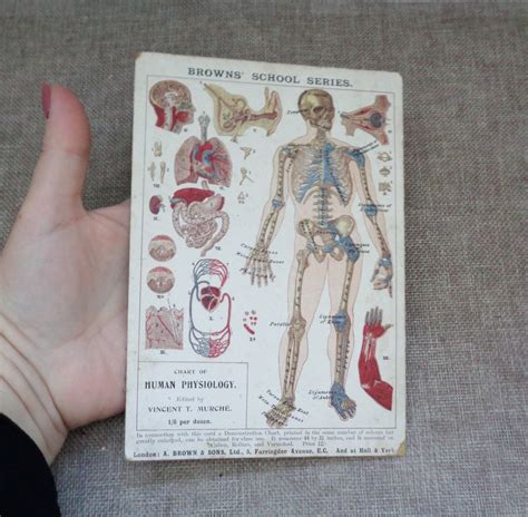 Antique Circa 1900 Small Chart Of Human Physiology Etsy