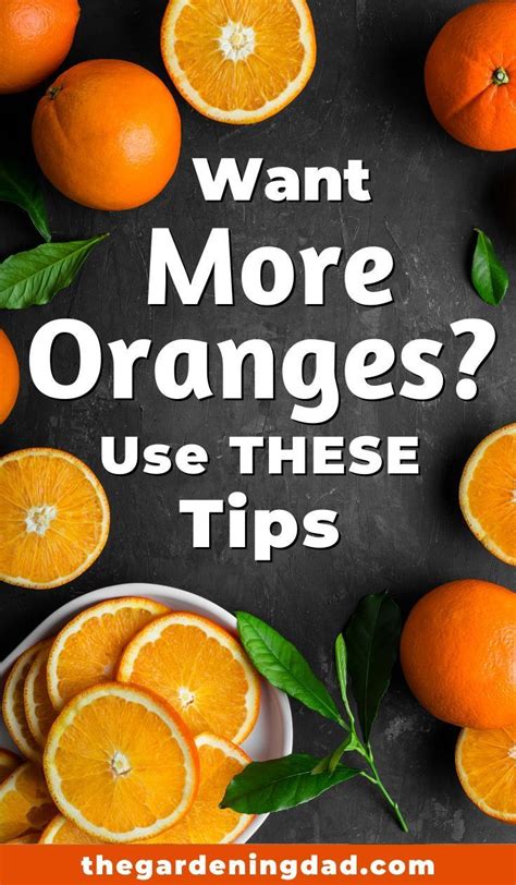 Citrus soil fertilizers are popular because a slightly acidic ph of the. 10 Easy Tips How To Plant Orange Tree In Pot - The ...