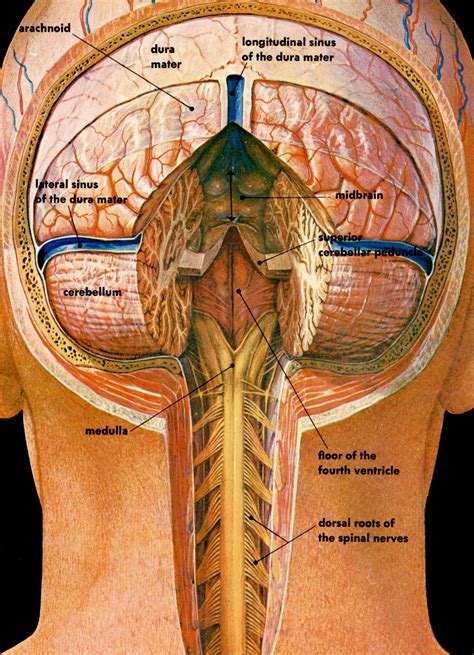 Sectional Anatomy Of The Spinal Cord Anatomy Drawing Diagram Images The Best Porn Website