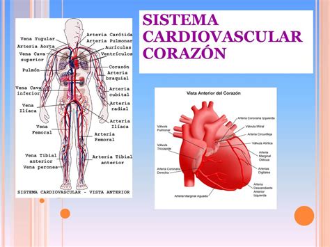 Sistema Cardiovascular Funciones