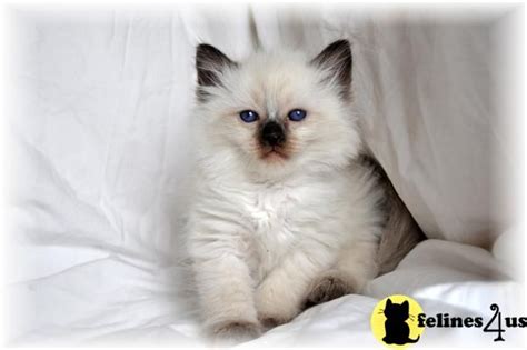 Russian Blue Balinese Cat Hypoallergenic Cats