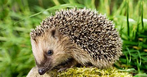 All About Hedgehogs Seven Facts About These Adorable Animals