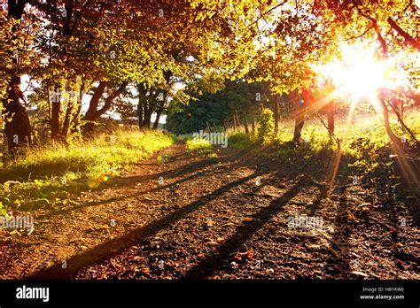 Forest With Sun Rays Shadows And Fog Stock Photo Alamy
