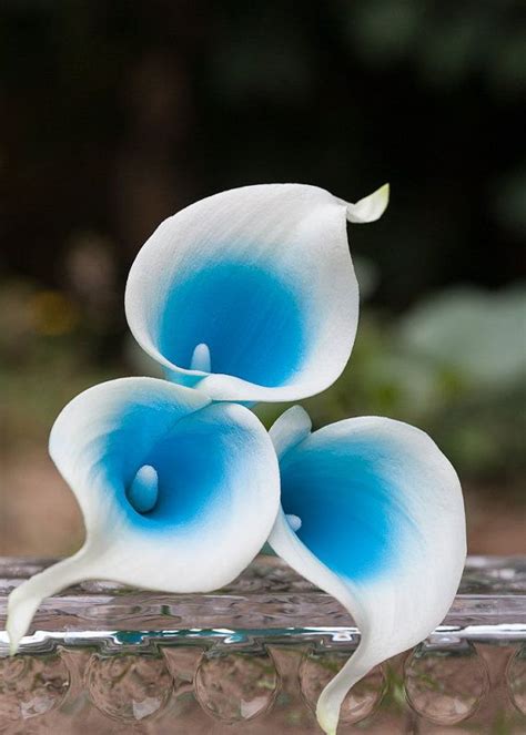 10 Pcs Picasso Navy Blue Calla Lilies Real Touch Flowers For Etsy